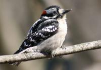 Bird Photography - Young Male Downey Woodpecker - 8 12 X 11 Archival Matte